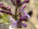 丁香花