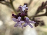 丁香花