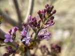 丁香花