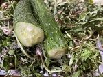 山野菜