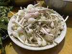 大脑瓜