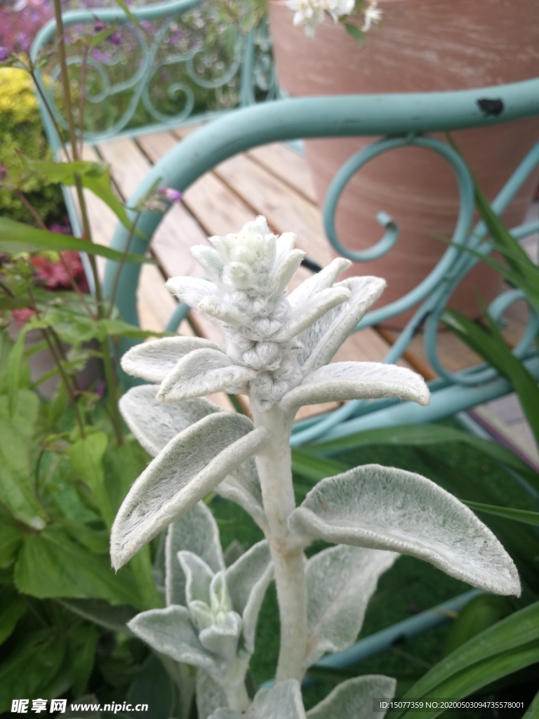 植物