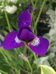 花卉
