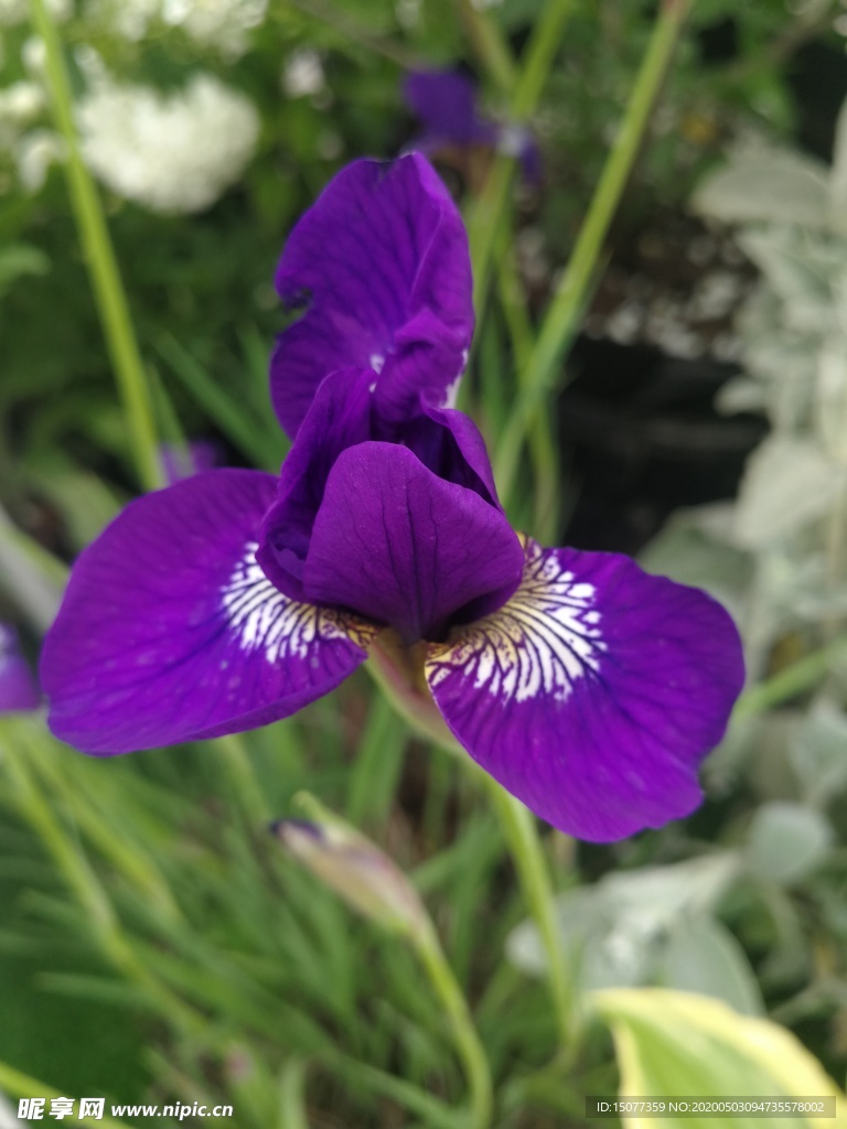 花卉