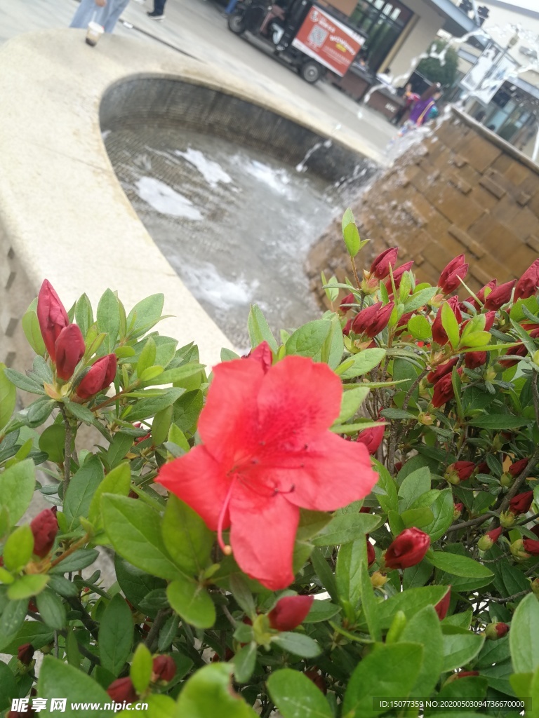 花卉