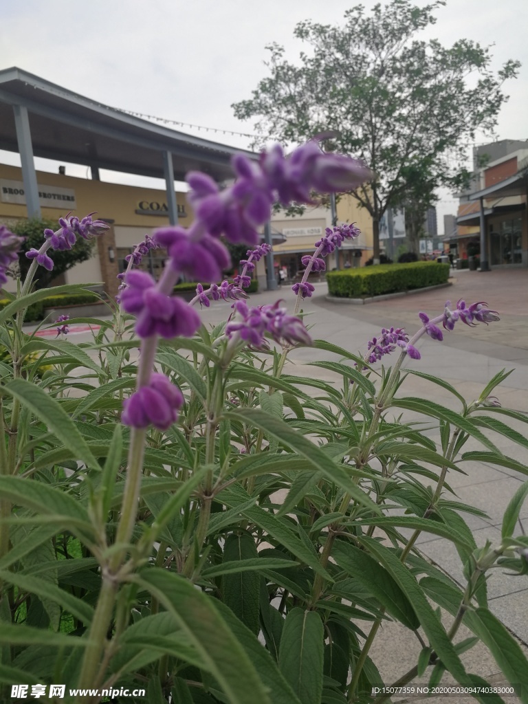 花卉