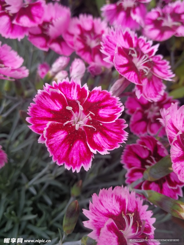 花卉
