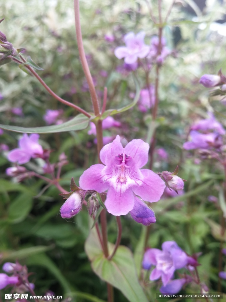 花卉