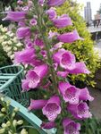 花卉