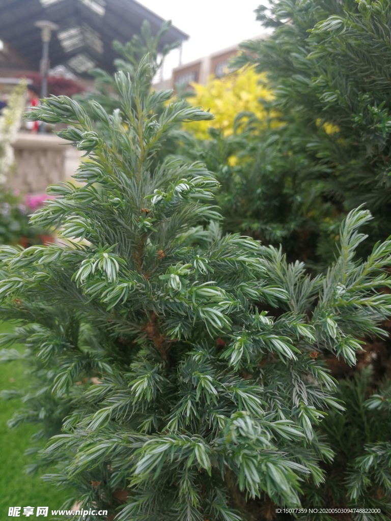 植物