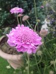 花卉