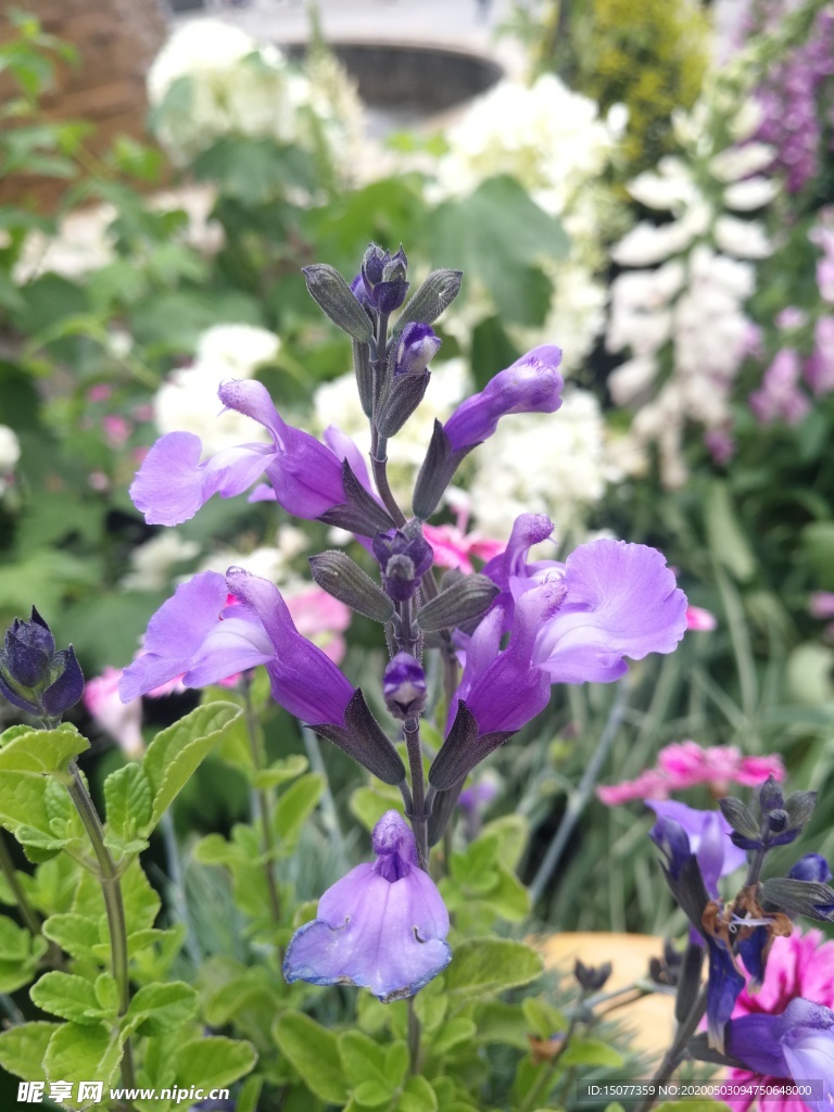花卉