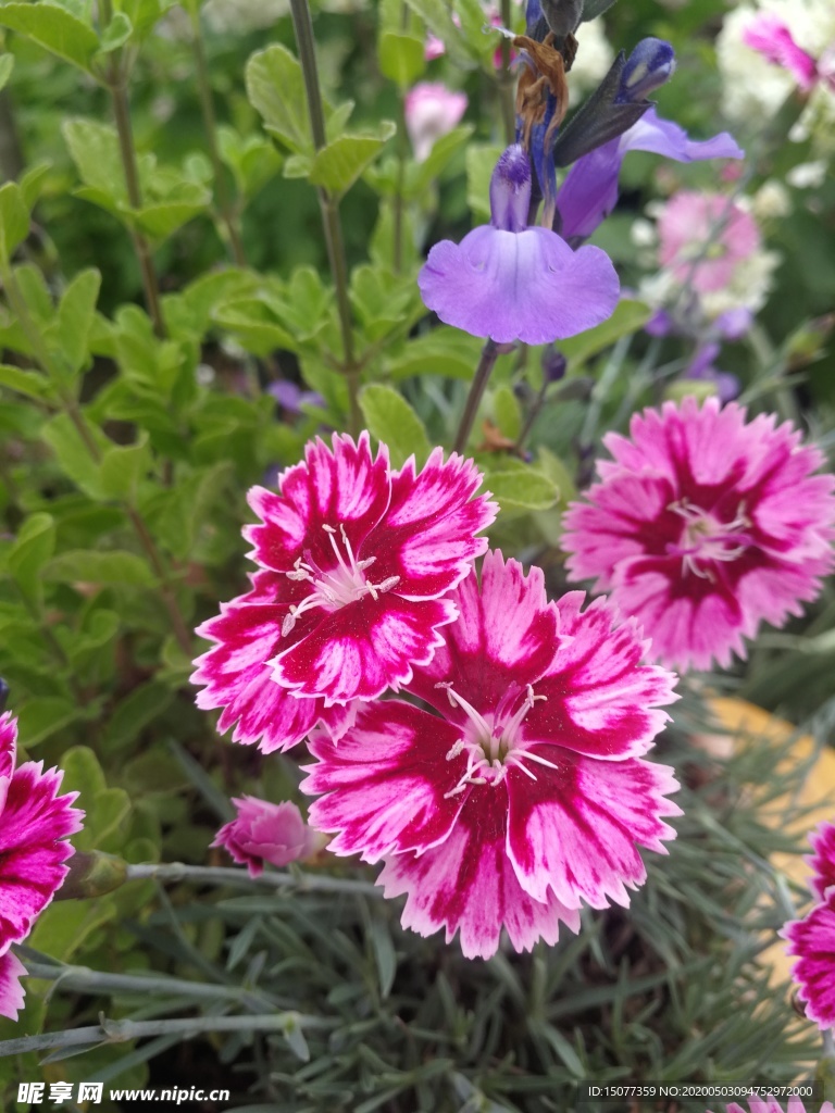 花