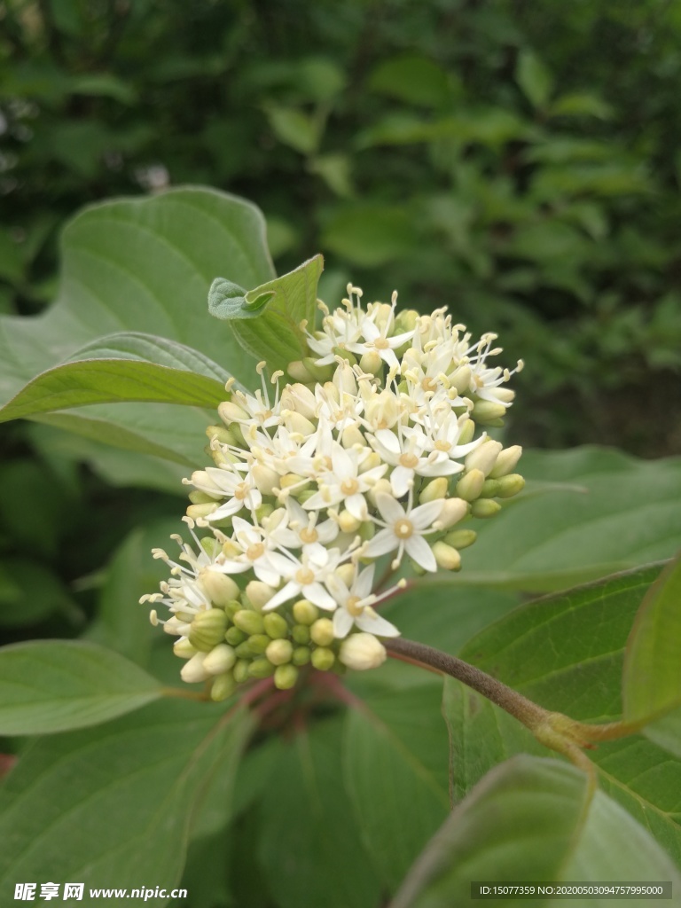 花