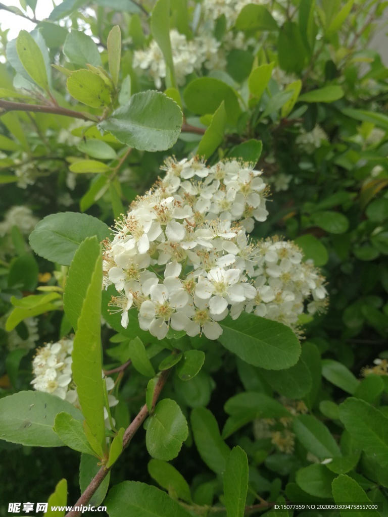 花