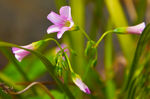 春天花朵 紫色小花 花朵 喇叭