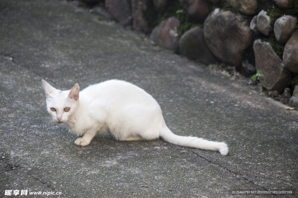猫