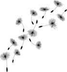 矢量蒲公英插图