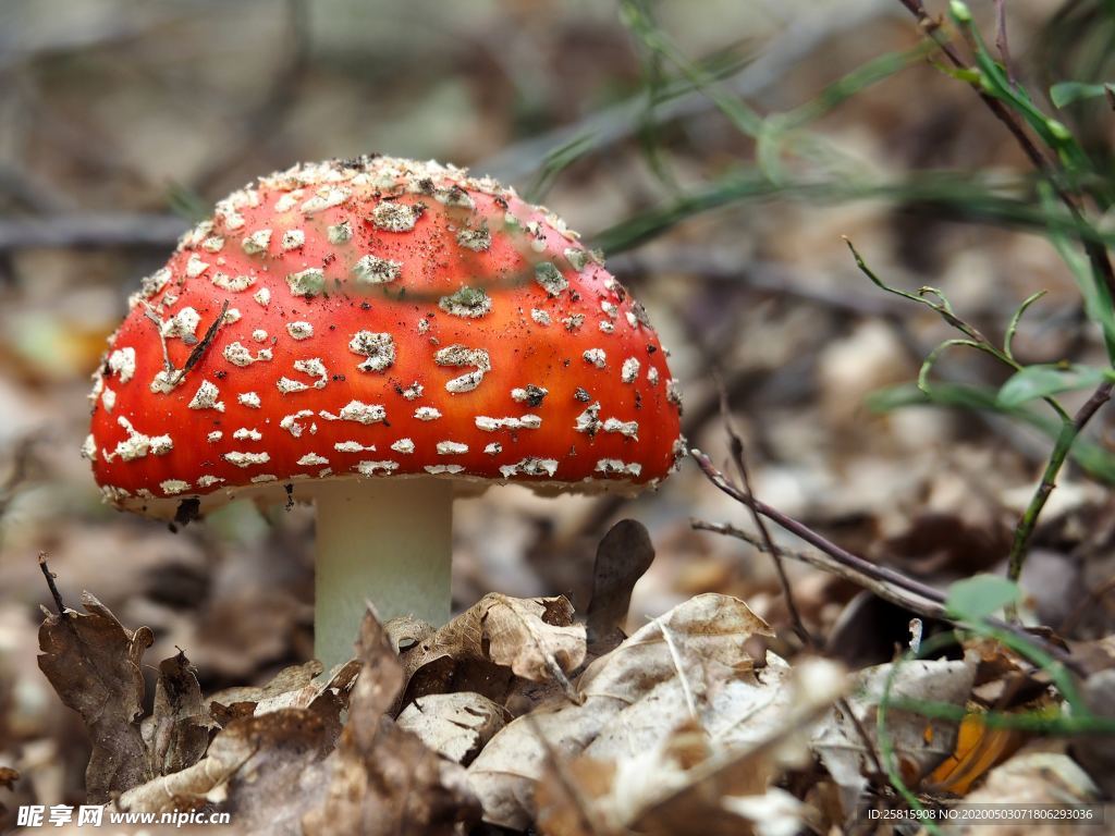 蘑菇菌类野生图片