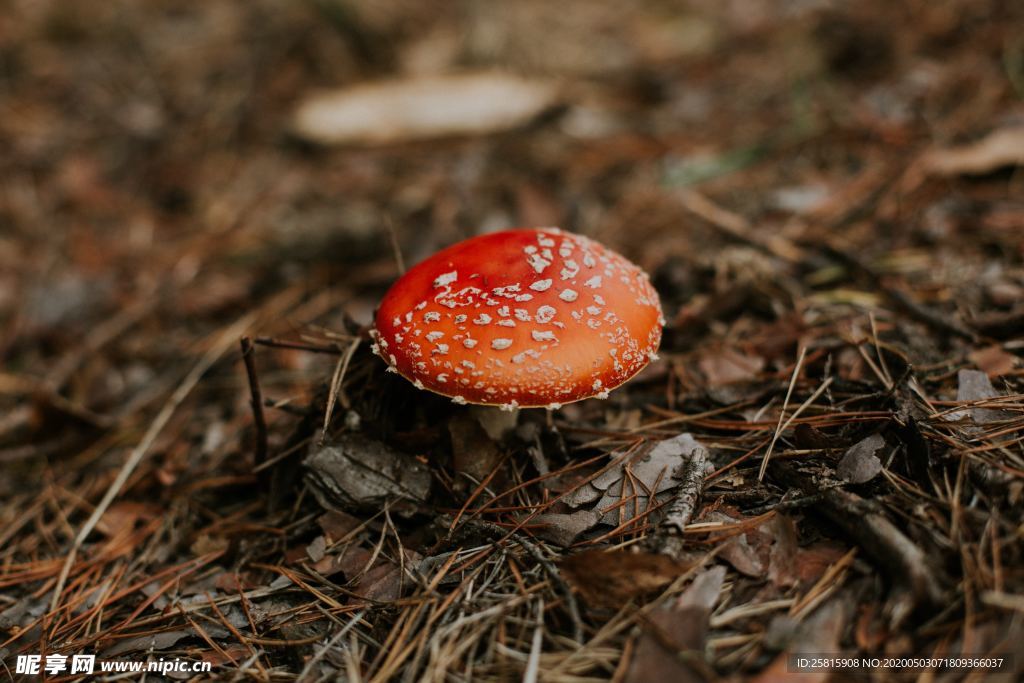 蘑菇菌类野生图片