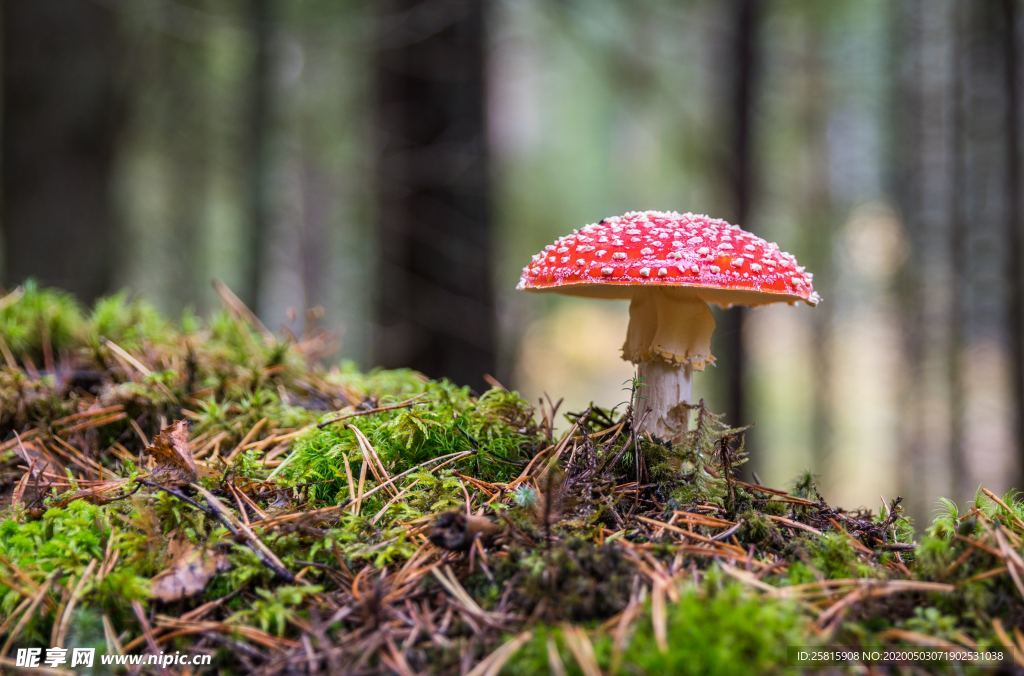 蘑菇菌类野生图片