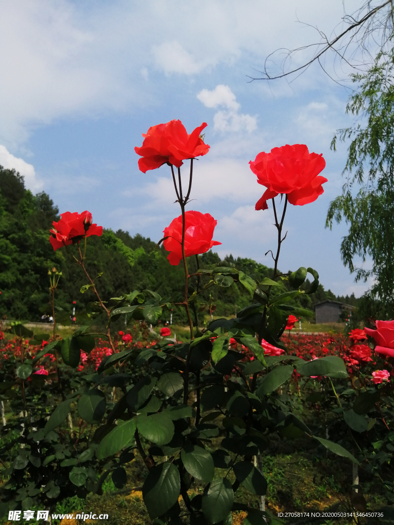 玫瑰花