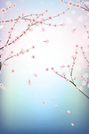 桃花节