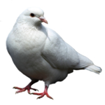 鸽