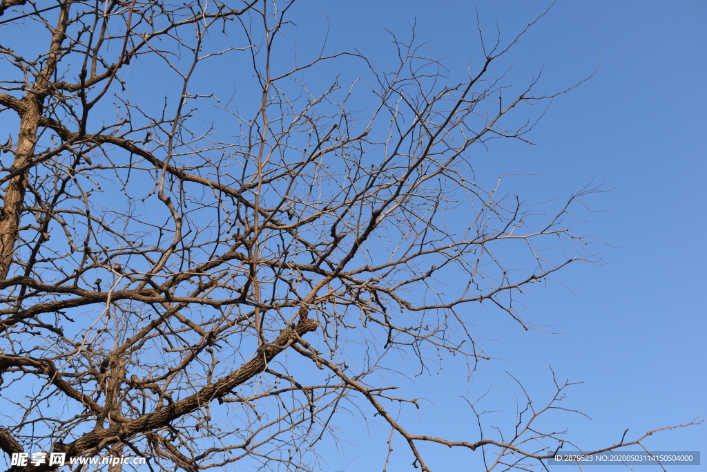 蓝天  树  天空  农村风光