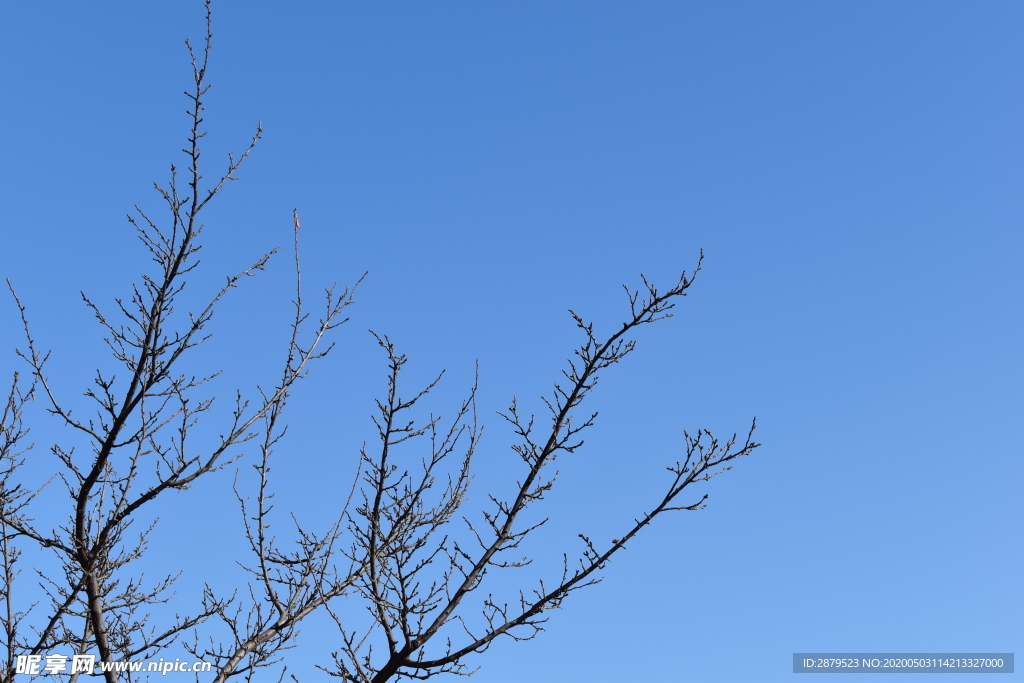 蓝天  树  天空  农村风光