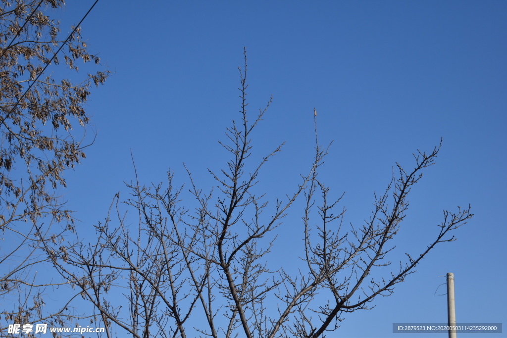 蓝天  树  天空  农村风光