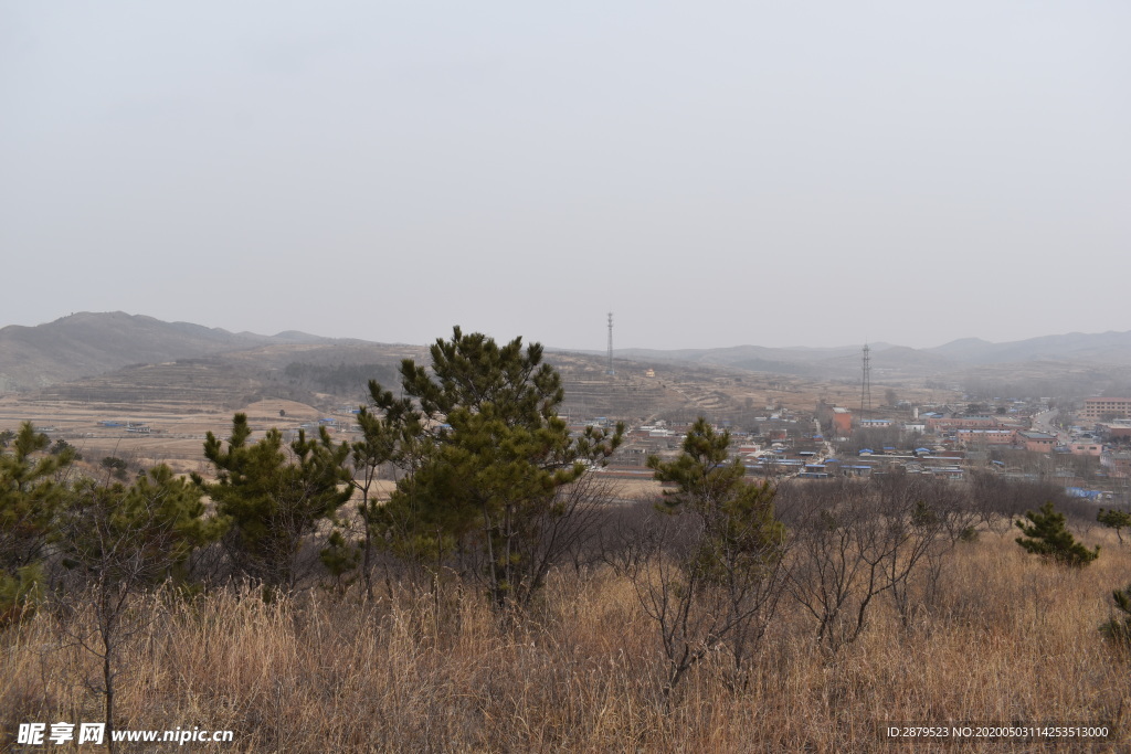 松树小山