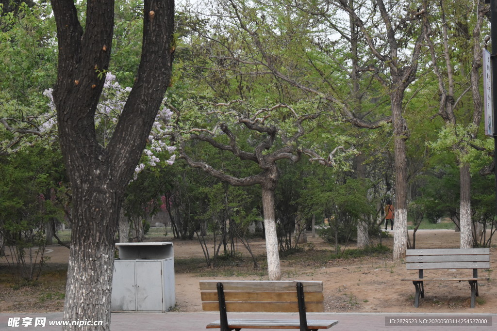 花从 草从  花叶  树叶