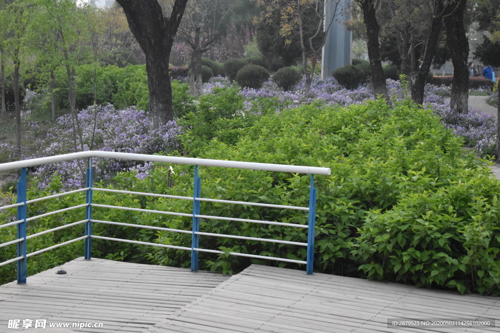 花从 草从  花叶  树叶