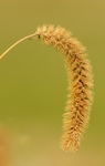 狗尾草