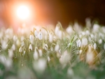 小花