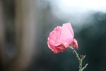 丰花月季