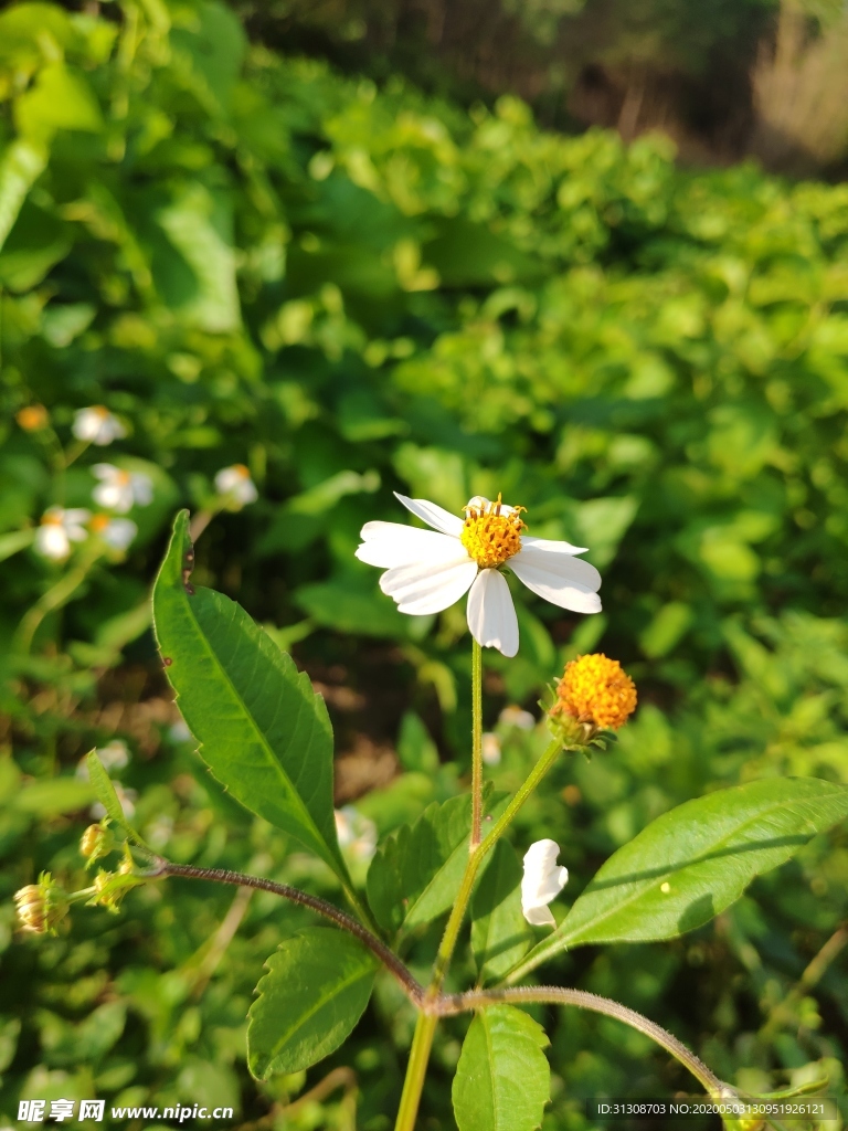 鬼针草花