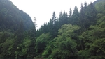 山树