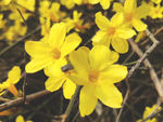 迎春花