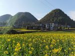 云南罗平油菜