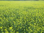云南罗平油菜