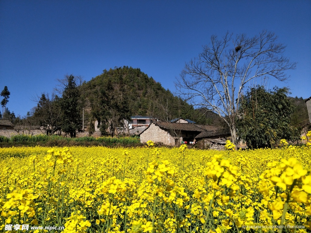 云南罗平油菜