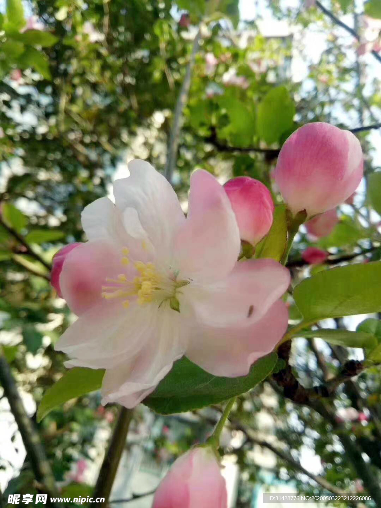 桃花