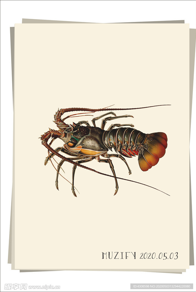 龙虾 海洋生物图鉴