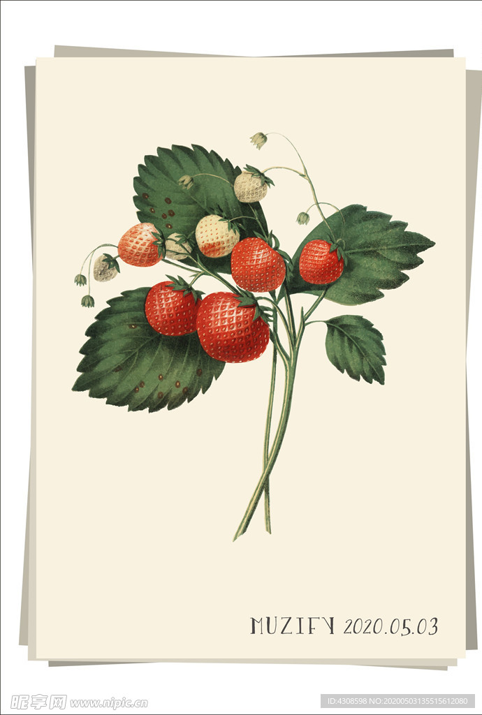 草莓 水果图鉴