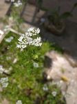 香菜花