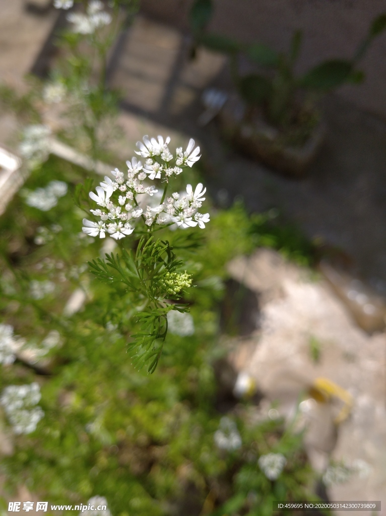 香菜花