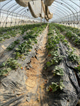 平湖草莓农庄