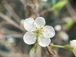 李子花